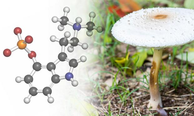 Psilocybin
