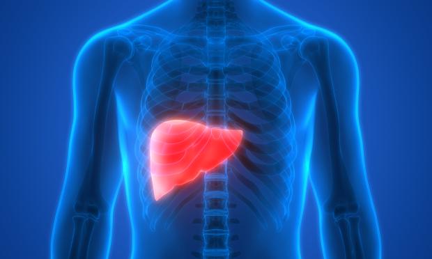 A blue translucent human with the liver highlighted